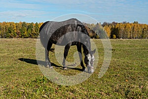 a horse is grazing in a rural field