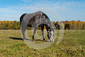 a horse is grazing in a rural field