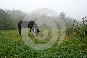 Horse grazing on a rural meadow