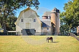 A horse grazing during the spring in a meadow