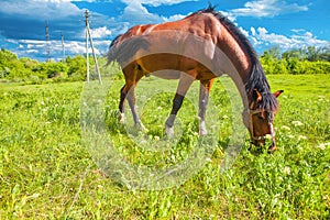 Horse grazing in summer