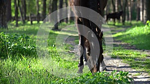 Horse grazing on an summer meadow in the forest