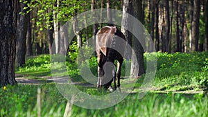 Horse grazing on an summer meadow in the forest