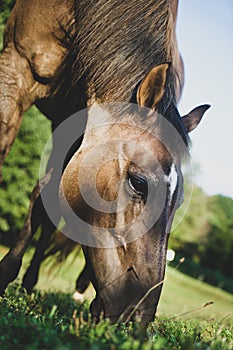 Horse Grazing In Summer Pasture With Mystical Shadows Flickering Across Her Face