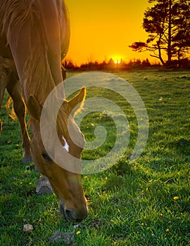 Horse grazing at sunset