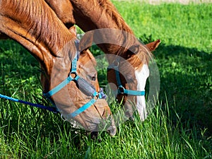 Horse grazing. Two beautiful bay horses bent over and eat grass.