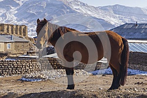 Horse grazing in a village