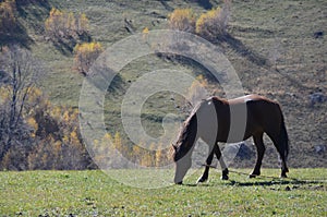 A horse grazing