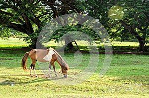 A horse in green farm