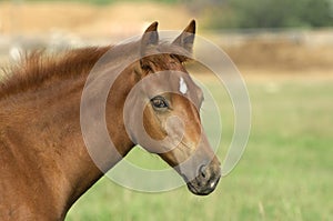 Horse in green field