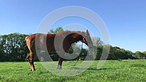 Horse on green field, grassland near the farm