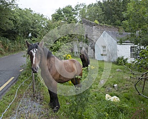 Horse in green garden near ruin of old houses in kerry