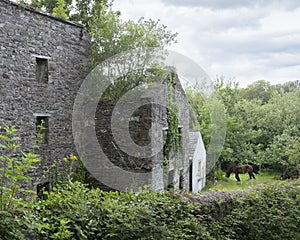 Horse in green garden near ruin of old houses in kerry