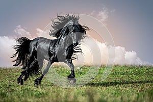 Horse on green grass