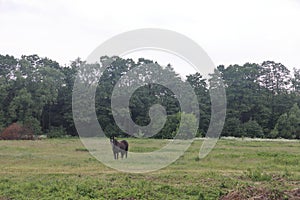 Horse among green grass in nature. Brown horse. Grazing horses in the village.