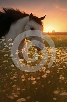 Horse on green lawn with daisies at sunset. Beautiful horse on green grass with wild flowers, chamomile. Generative AI.