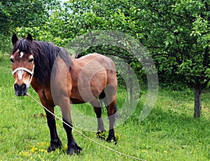 A horse in a green meadow beneath a tree