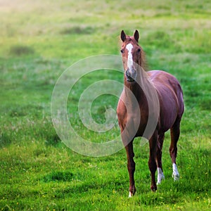 Horse on a green meadow