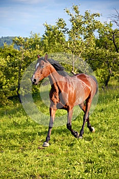 Horse in the green nature