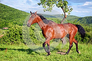 Horse in the green nature