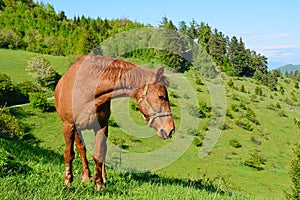 Horse in the green nature