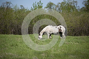 Horse in green pasture