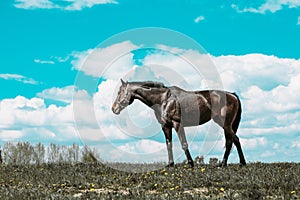 Horse on green pasture with green grass against blue sky with clouds.Nice summer sunny day.The horse is black