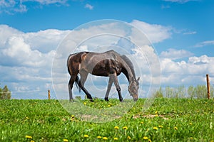 Horse on green pasture with green grass against blue sky with clouds.Nice summer sunny day.The horse is black