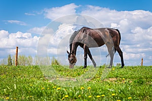 Horse on green pasture with green grass against blue sky with clouds.Nice summer sunny day.The horse is black