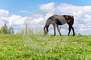 Horse on green pasture with green grass against blue sky with clouds.Nice summer sunny day.The horse is black