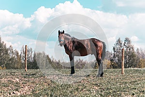 Horse on green pasture with green grass against blue sky white clouds.Nice summer sunny day