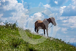 Horse on green pasture in spring, cloudy sky