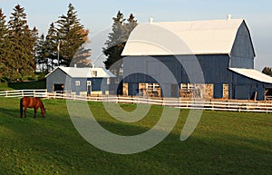 Horse on green pastures photo