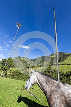 Horse in the green pastures of Cocora valley, Salento
