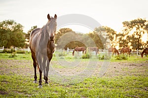 Horse on green pastures of horse farm
