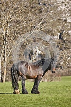 Un caballo en verde el valle... criar 