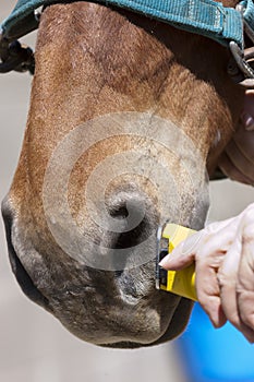 Horse grooming