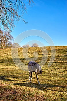 A horse grooming itself in a green pasture under a blue sky