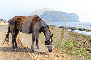 Horse in gwangchigi beach