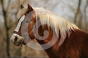 Horse Haflinger