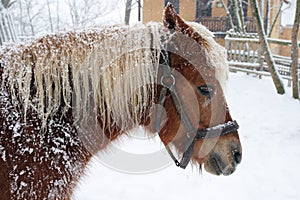 Horse Haflinger in winter