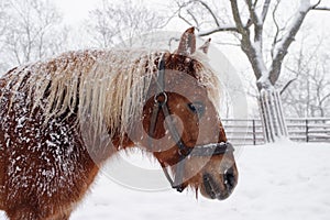 Horse Haflinger in winter