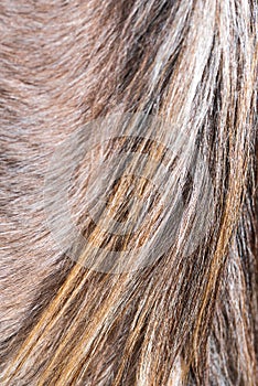 horse hair, close up chestnut color. Background. brown horse hair