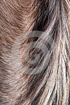 horse hair, close up chestnut color. Background. brown horse hair