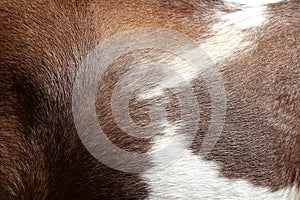 Horse hair skin texture brown and white