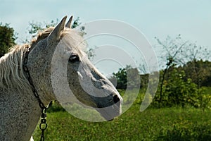 Horse half face photo