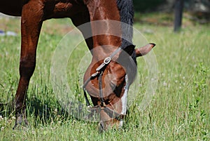 Horse with a Halter Grazing in a Pasture