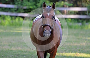 Horse with a Halter Grazing in a Pasture