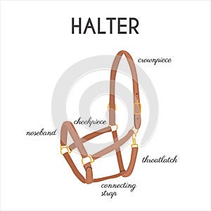 Horse Halter Parts. Infographic banner with detailed names. Stable equipment. Equestrian leather tack. Equine sports
