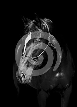 Horse in halter of rope on a dark background